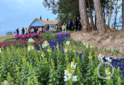 走進林下“花花世界”，體驗鄉村版“安徒生童話”的禮品花卉銷售之旅