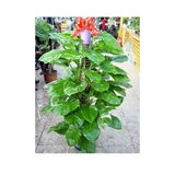 禮品花卉銷售 分類指南與選購建議