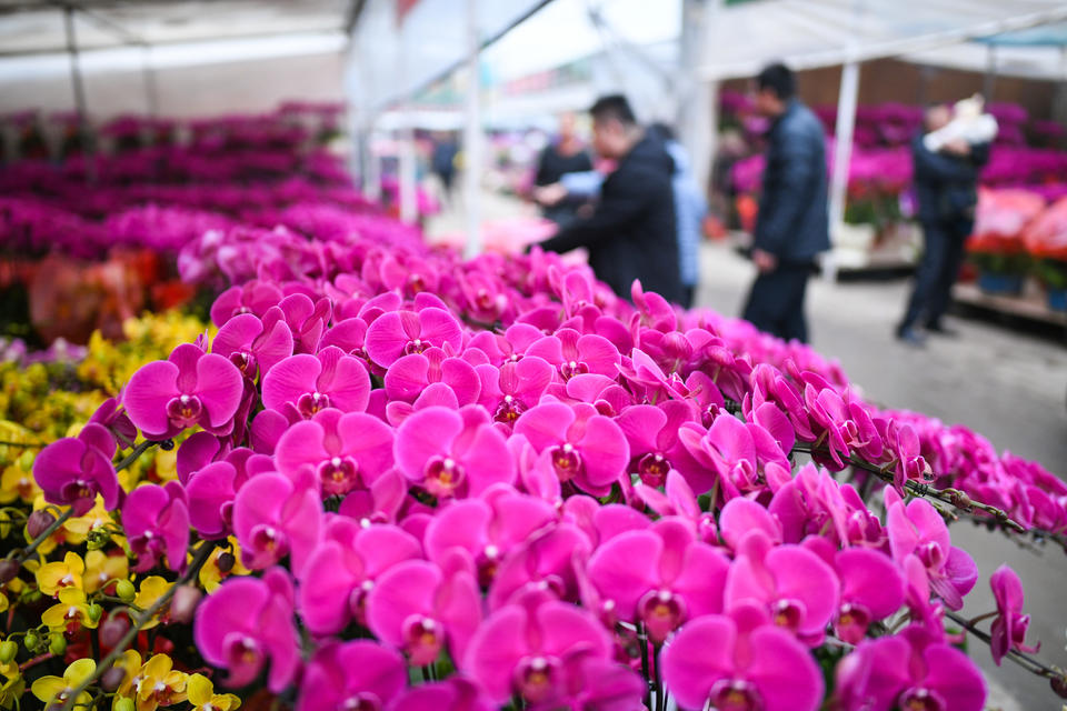 花卉大國(guó)新篇章 我國(guó)躍居世界最大花卉生產(chǎn)國(guó)，禮品花卉市場(chǎng)迎來(lái)爆發(fā)增長(zhǎng)