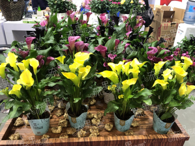 流星花園花卉 一站式連鎖品牌，為你掃除禮品花卉銷(xiāo)售創(chuàng)業(yè)障礙